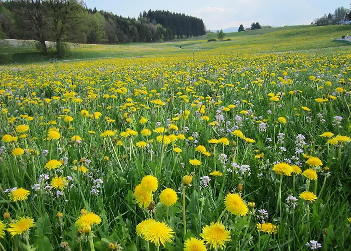 Lejlighed Allgaeuer Bergwelt